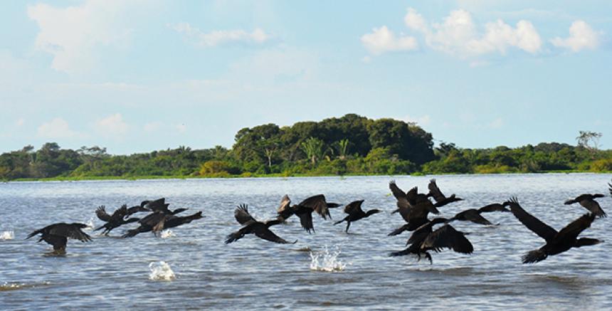 Bolívar- Diversidad en la Costa Caribeña