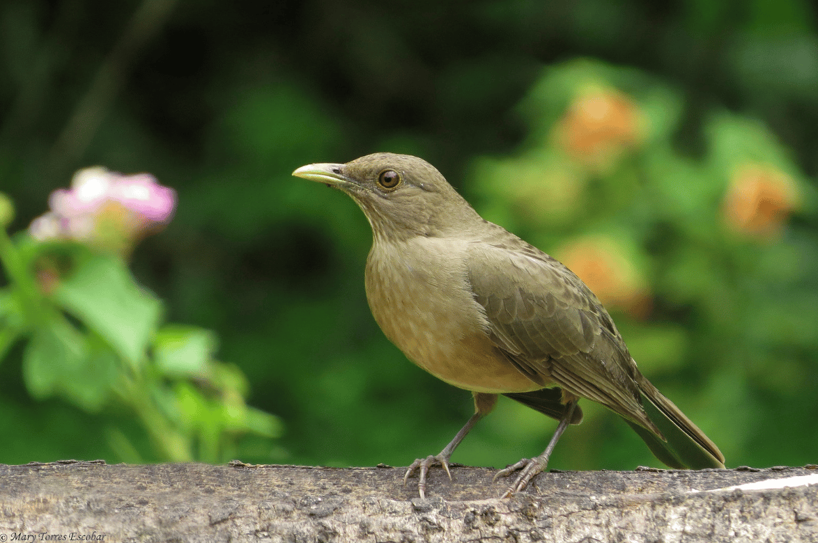 Mirla Piquiamarilla (Turdus grayi)Mirla Piquiamarilla (Turdus grayi)