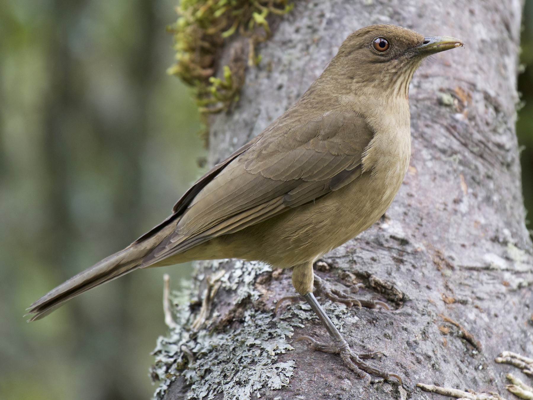 Mirlo Pardo (Curaeus curaeus)