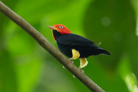 Saltarín Cabeza Negra (Pipra mentalis)