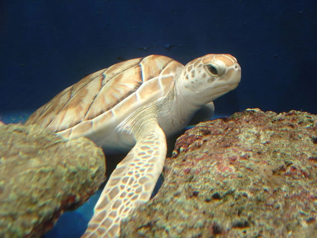 Tortuga Blanca (Chelonia mydas)