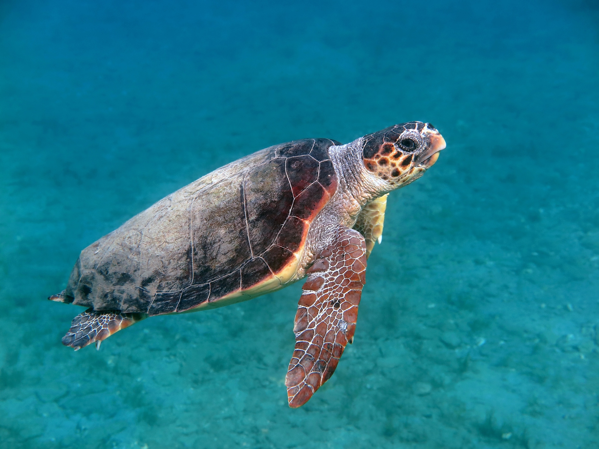 Tortuga Caguama (Caretta caretta)