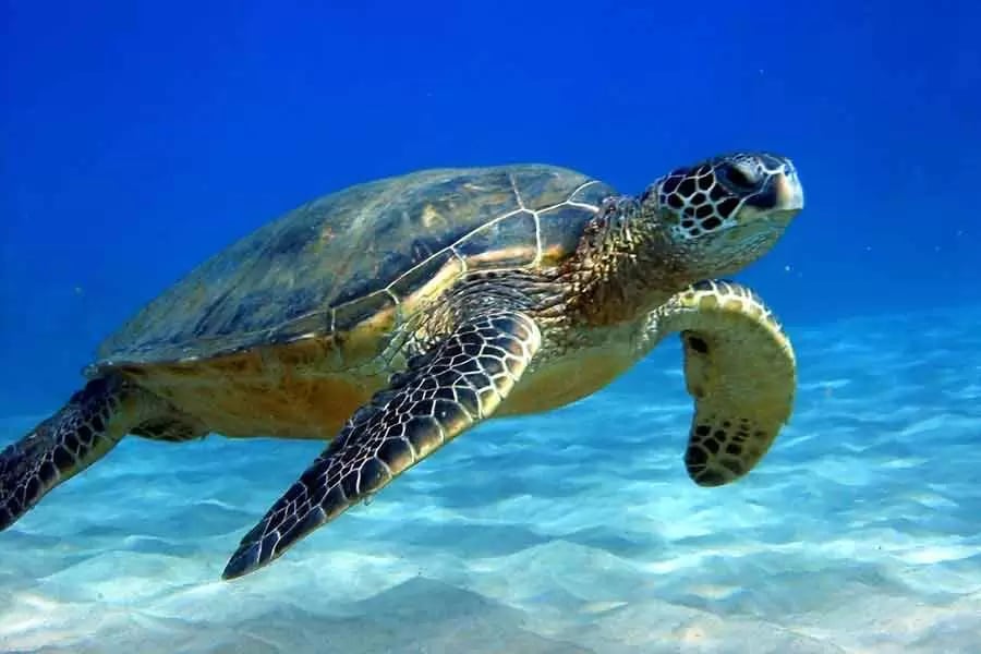 Tortuga Golfina (Lepidochelys olivacea)