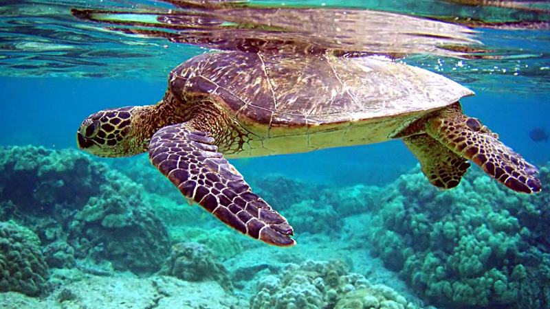 Tortuga Verde (Chelonia mydas)